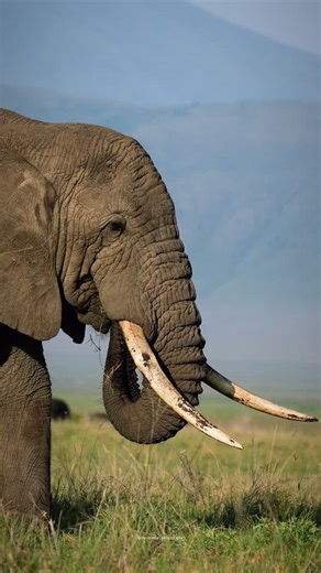 Steven James on Instagram: "Gentleness in the heart of Ngorongoro Crater 🤩🐘. A big Elephant bull with its impressive tusks came to greet us in that early morning drive down the crater. He looks huge as a mountain. @visitngorongoro @lemalacampslodges #elephant #naturephotography #travelinspiration #africa #stevesafariphotography"