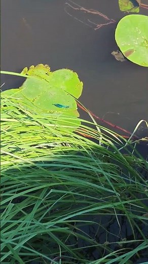 Świtezianka dziewica 😃 #nature