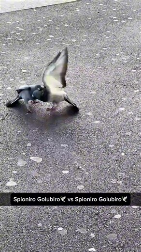 Understanding Internal Conflict in Humorous Contexts