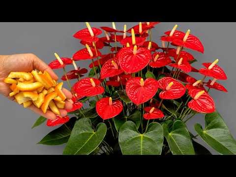 Anthurium Not Blooming Just Sprinkle This on Top and Watch It Suddenly Bloom!