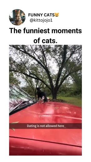 @memes.of.cat on Instagram: "The funniest moments of cats."