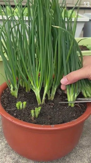 Inovasi cerdas menanam bibit bawang merah pada tempat terbatas dengan hasil memuaskan #shorts