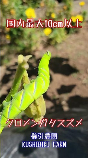 心臓の強い人専用#津軽弁で解説#スズメガの幼虫#国内最大級幼虫#櫛引農園 #クロメンガタスズメ#スズメガ