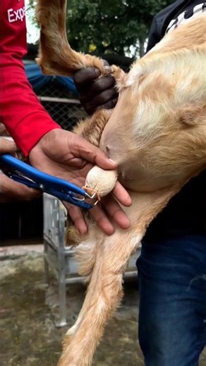 modern goat castration tool #sgf #bakripalankaisekre #farming #goatfarmingbusiness