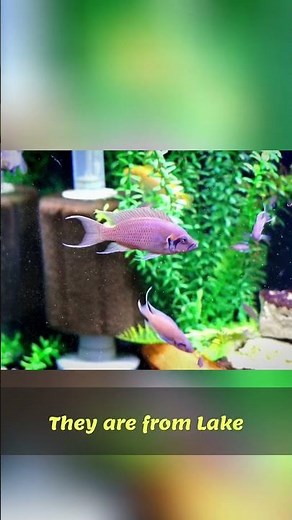 Colony Breeding Fish: Lake Tanganyika Cichlids Explained