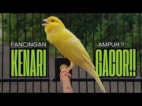 Pancingan Kenari GACOR panjang untuk Masteran Kenari PAUD & agar Kenari diam agar bunyi & gacor
