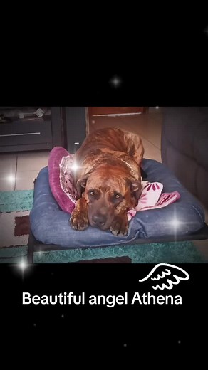 @BodyGraphics Tattoo Supply @TattooEssentials @RRD_Tattoo_Supplies