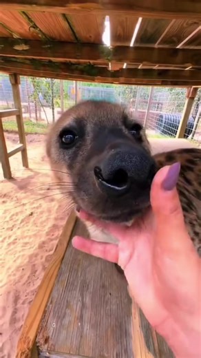 3M views · 173K reactions | Danger Boops! #boop #boops #boopboopboop #boopthesnoot #hyena #bigcat #bigcats #cat #cats #animal #animals #wow #jaguar | Single Vision, Inc. | Facebook