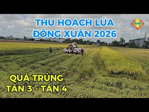 THU HOẠCH LÚA 26BAO/CÔNG - LÚA ĐÔNG XUÂN 2026