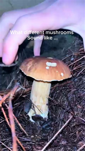 Every foragers favourite sound 🤤 #themushroombox #mushroom #mushroomforaging #outdoorfinds