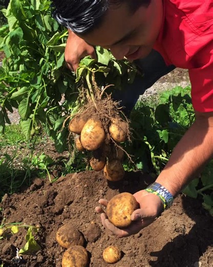 Whether the garden you tend is an expansive acreage or a small, sunny backyard patch, we appreciate your stewardship. Today and everyday. Wishing everyone a wonderful Thanksgiving. We 💚 our customers. #soilhealth #thankafarmer | AZOMITE