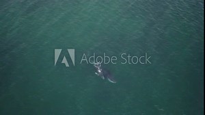Pristine nature: Aerial drone footage of Humpback whale mother and calf swimming close to shore off pristine beaches and untouched rainforest / Masoala Madagascar