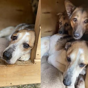 9.6K views · 6.1K reactions | Sonia and her owner spent some 13 good...