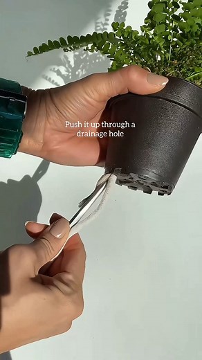 HAPPYPLANTHOME🌱✨ on Instagram: "Self watering pot in 5 minutes✨ My Lemon Button Fern needed a self watering pot cuz it was drying out way too fast. It fits perfectly inside this glass candle holder from the Dollar Tree. So easy 🙌 I use Foliage Pro & BTI drops mixed in the water reservoir to prevent fungus gnats. I also let it dry out a bit in between refills & flush the soil every so often. It’s a low maintenance way to keep a high maintenance plant👌 What do you think? Do you make your on sel