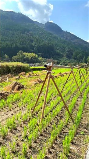The Rice Field where threshing was over: Nukudani, Minamata, Kumamoto, Japan #country