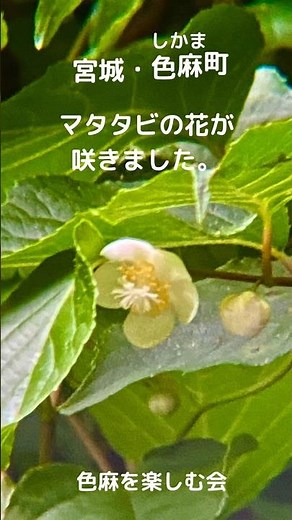 宮城・色麻 美しい花 お楽しみください #しかま #色麻町 #色麻を楽しむ会 #船形屋
