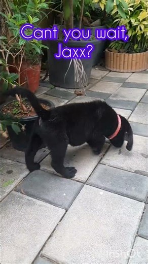 'Play Mode ON' #puppy #puppylove #puppyvideos #puppies #pets #petlover #pet #shorts #dog #dogs