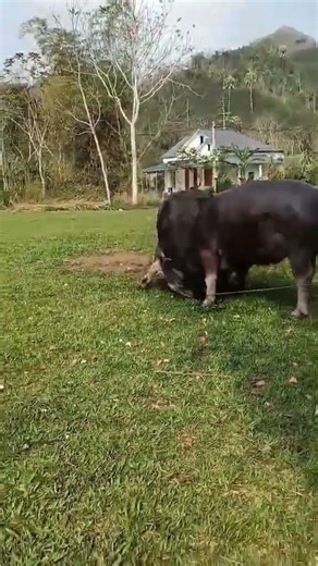 Màn thử Trâu quá gắt