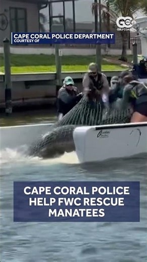 Mother and baby manatee rescued in Florida canal after boat strike