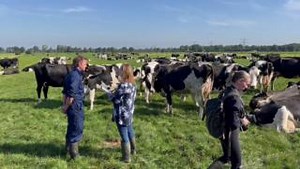 3.4K views · 234 reactions | Happy cows grazing - 5 lactations. Want to work on sustainability? Join us on cowsignals for 7 steps for doubling the lifetime of cows! https://www.cowsignals.com/en/online_courses/stressfree_stockmanship | CowSignals Training Company | Facebook