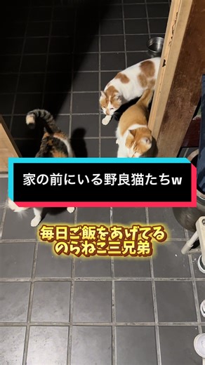 毎日楽しむ野良猫たちの食事