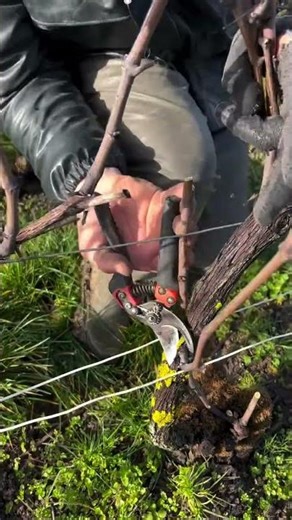 Cordon de Royat" is a vine pruning and training system used in Champagne #thewinearound #wine