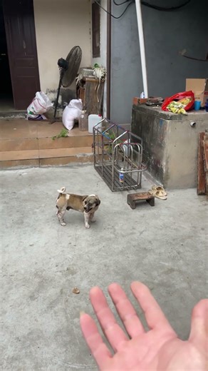 Chú chó đáng yêu #thucung #chocanh