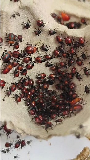 life cycle of stink bugs #entomology #predator #insects
