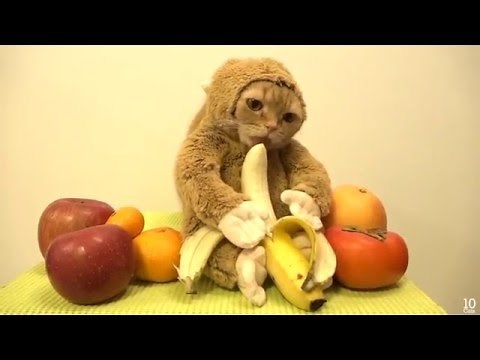 Cute Cats In Costumes Compilation!