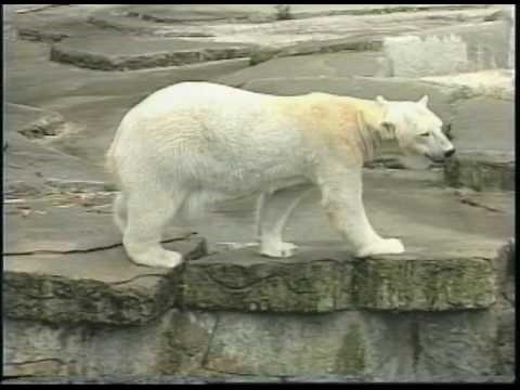 Life Cycle of a Mammal