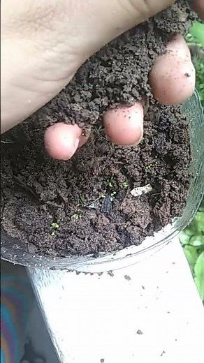 como sembrar epazote 🌱😻