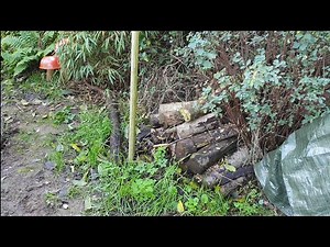 Les hérissons entrent en hivernation, il est encore temps de les aider !