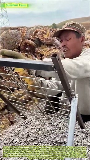 해바라기 씨 탈곡 공정 사양