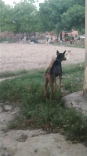 German shepherd vs Street dog fighting rana in angry 😡 mood #dogattack #dogfight #germanshepherd