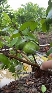 440K views · 5.2K reactions | I need to open another fruit shop because my pink guava tree at home produces so much fruit! | SRK | Facebook