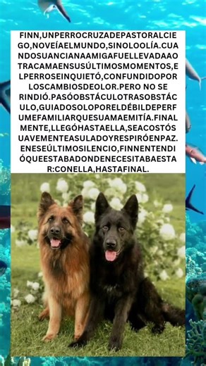 🐾 El amor que guió a Finn hasta el final 💔✨