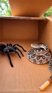 Snake fight with Spider #WildlifeFight #NatureBattle #AnimalBattle | Insect Planet | Facebook
