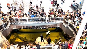 RAW VIDEO: Happy Hatchday Claude! San Francisco's Beloved Albino Alligator Celebrates His 30th 2/3