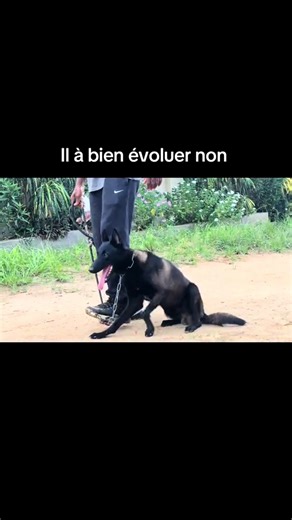 Lis la description ⬇️ Pendant longtemps, l’éducation canine a été basée sur la contrainte et la domination. On force le chien. On corrige. On impose. Le chien obéit… mais souvent par peur ou par évitement. Dans ce type de relation, le chien ne coopère pas vraiment. Il agit surtout pour éviter la sanction. Le problème ? Cette relation crée souvent de la tension, du stress et parfois même des comportements agressifs. Parce qu’un chien qui n’est pas compris… finit toujours par trouver un moyen de s
