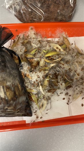 Monarch Watch | Thank you to everyone who has donated milkweed seeds so far! 🌱 Each seed donation helps us distribute native milkweed plants next spring... | Instagram