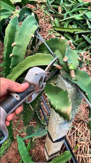 how to prune dragon tree #pruning​ #satisfying​ #shortvideo​#smartfarming