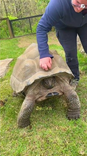 Why snapping turtle are slowly end danger