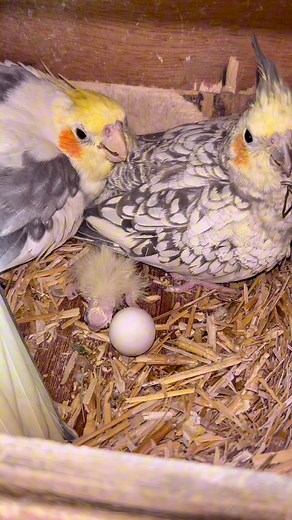 #viralvideo #petsvlog #minivlog | Birds Animal Planet