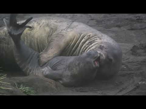 [Slo-mo] Elephant seal pup struggling to escape from juvenile elephant seal