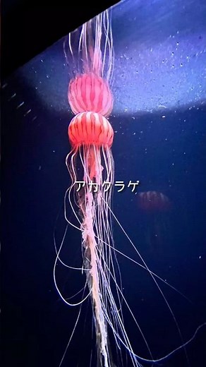 15秒でわかるクラゲ解説⁡⁡⁡〜アカクラゲ⁡〜#クラゲ #jellyfish #水族館 #aquarium