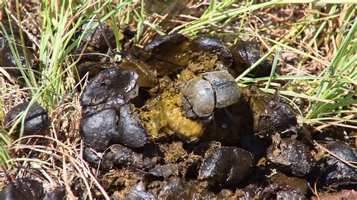 Watch what happens when animals eat their own poop to stay alive