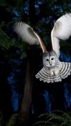 Majestic Owl in Flight 🦉 | Stunning Slow-Motion Wildlife Short