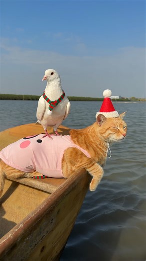 Da Feiju on Instagram: "Merry Christmas from Seaside Tribe‘s Fishing Cats #blockblast #christmas"