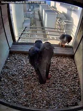 Mill Creek Falcon Cam - A Glimpse of the First Egg March 6, 2019
