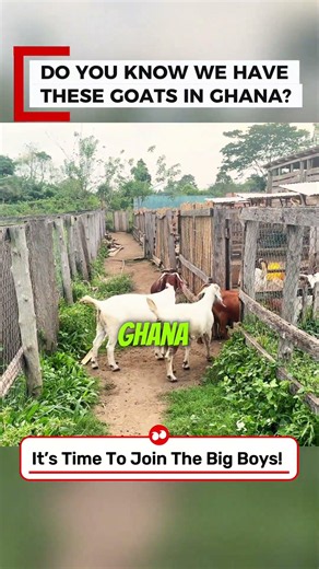 Do you know we have all these exotic breeds of goats in Ghana?